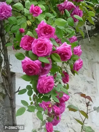 Pink Colour Climbing Rose Fragrant Flower Live Plants  Tree(1-2 Feet Size)