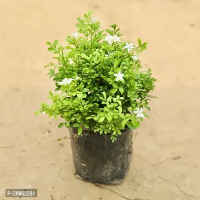 Madhukamini Murraya Exotica Flower Plant