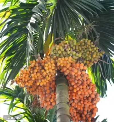 Areca nut plant, Supari, Betel Nut Fruit  Fruit Trees-thumb0