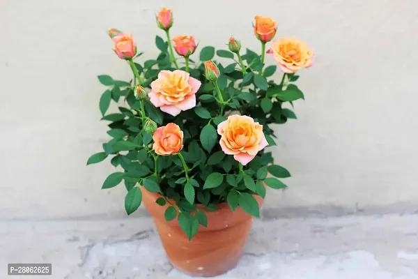 Rose  All Time Flower Live Plant