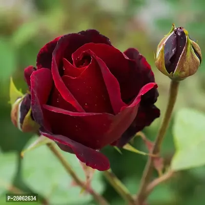 King Of Rose - Flowering Plants-thumb0