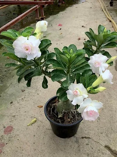 Desert Rose Hybrid Plant