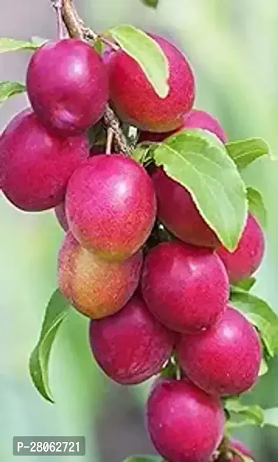 Red Kashmiri Sinduri Apple Ber Plant - Hybrid And Grafted plant