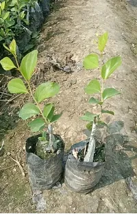 Red Kashmiri Sinduri Apple Ber Plant - Hybrid And Grafted plant-thumb1