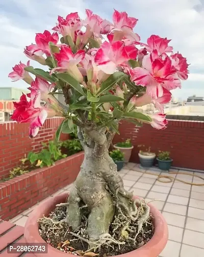 adenium plant