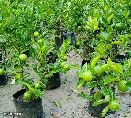 Hybrid Lemon Plant