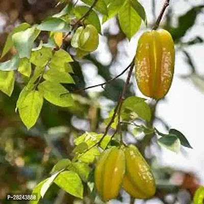 Star Fruit - Fruit Plants