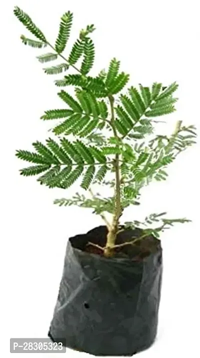 Live Shami Tree Indoor Outdoor Plant-thumb0