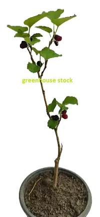 Mulberry Shahtoot All Time Variety Fruit (Air Layering/Grafted) Live Plants  Tree(1.5-3 Feet Size)-thumb1