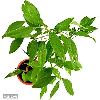 Indian Bay Leaf Plant