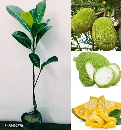 Jackfruit/Kathal (Dwarf Grafted Hybrid) plant