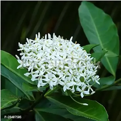 Live Flower Plant Hybrid Ixora White Color