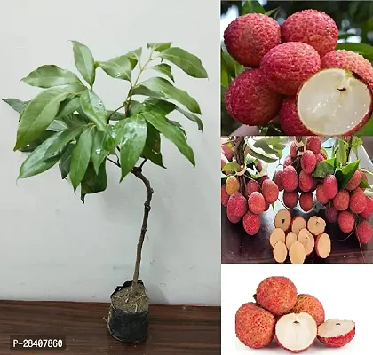 Sweet Tropical Rare Litchi Plant Live Grafted Hybrid Live Plant For Home Garden