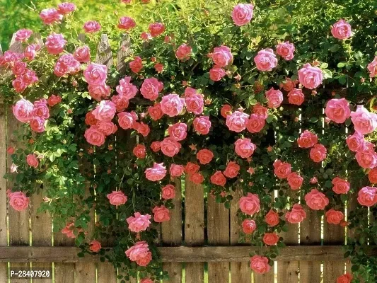 Live Climbing Rose plant