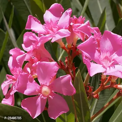 Korobi or Nerium Oleander Live Plant The Perfect Flowering Plant for Busy Gardeners