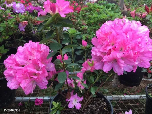 Azalea 1 Healthy Live Flower Plant