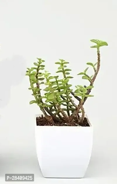 Z Plant Live Plant - Indoor plant