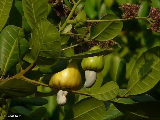 Kaju Badam Plant, Cashew Apple Plant, Gajus Plant Air Layering Grafted Healthy Live fruit Plant