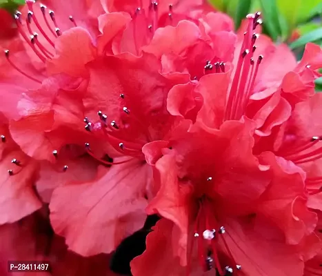 Azalea 1 Healthy Live Flower Plant-thumb0