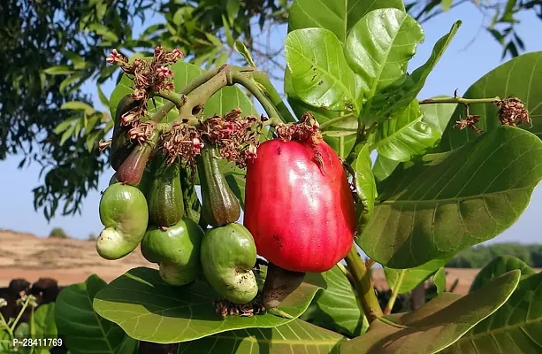 Kaju Badam Plant