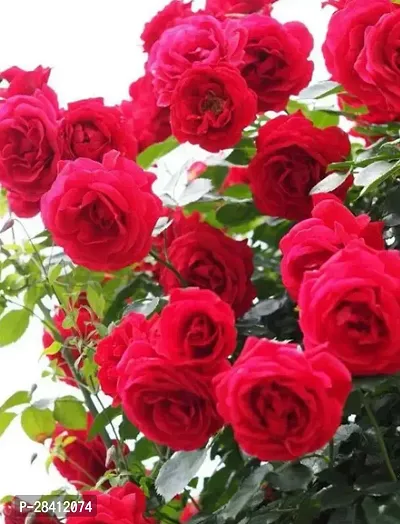 rose flower plant