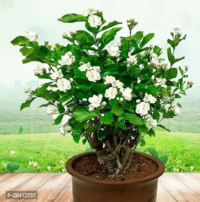 Live Jasminum Sambac 'Butt Mogra' |Jasmine Plant |