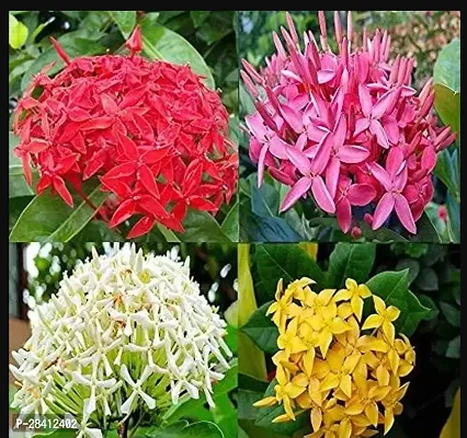 Ixora/Rangon Flower Healthy Live Plant, Four Combo Colour Pack