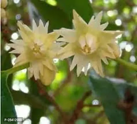 Live Bokul Flower, Plant Spanish Cherry Plant