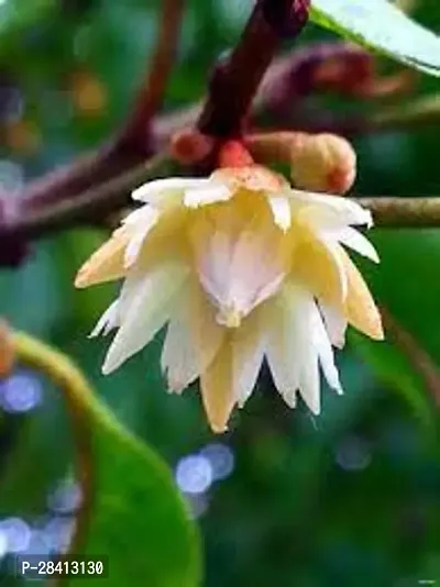 Live Bokul Flower, Plant Spanish Cherry Plant