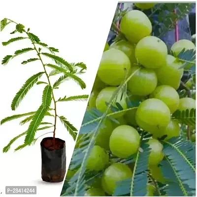 Amla Live Plant Phyllanthus Emblica, Indian Gooseberry Tropical Fruit