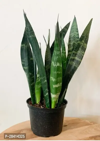 Live Snake Plant Indoor  Air Purification and Oxygen)(pack of 1)