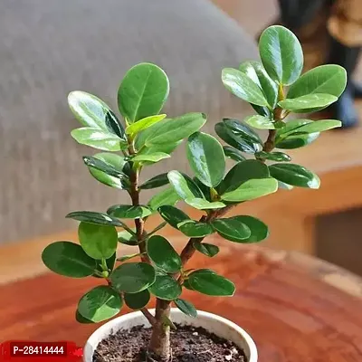 Chinese bot live plant - Bonsai, Garden plant