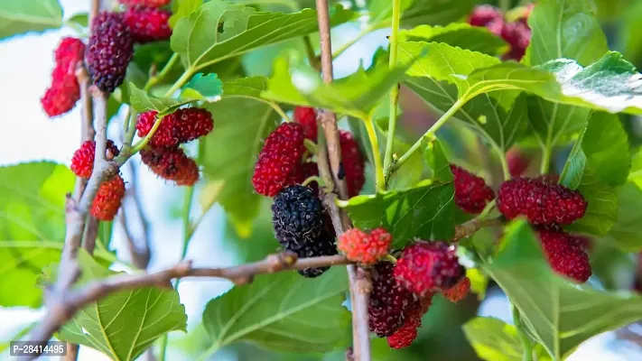 Mulberry Long Variety Fruit Plant-thumb0