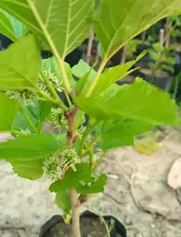 Mulberry Long Variety Fruit Plant-thumb1