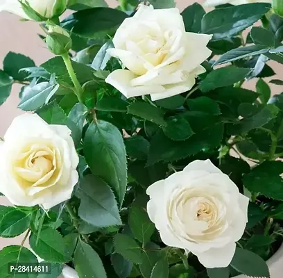 White Rose Fragrant Flower Live Plants  Tree(1-2 Feet Size)-thumb0