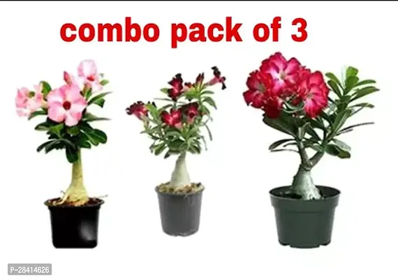 Adenium Plant Combo Pack Of 3