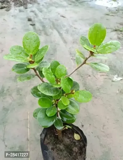 Chinese bot live plant - Bonsai
