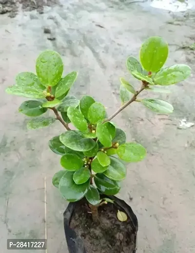 Chinese bot live plant - Bonsai-thumb0