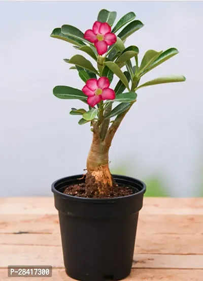 Adenium/Desert Roses Live Flower Plant,1 Healthy Live-thumb0