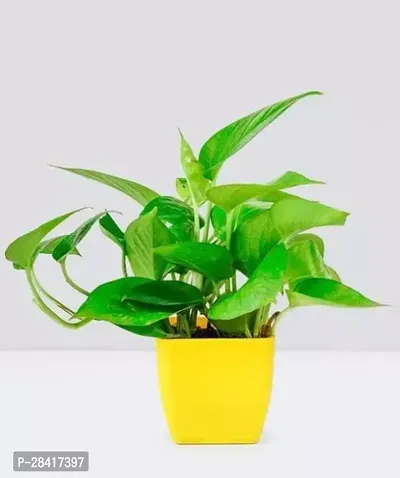 Money plant live with pot (Pack of 1)