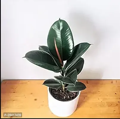 Rubber tree live plant-thumb0