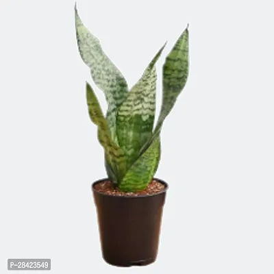 Live Snake Plant Indoor (Tall Sansevieria plant variety for more Air Purification and Oxygen)(pack of 1 healthy plant,No Pot) (Pack Of 1)-thumb0