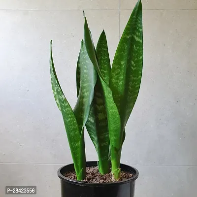 Live Snake Plant Indoor (Tall Sansevieria plant variety for more Air Purification and Oxygen)(pack of 1 healthy plant,) (Pack Of 1)