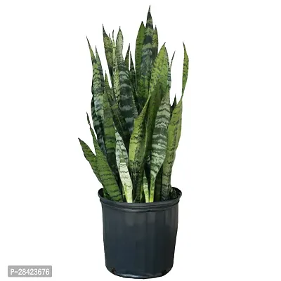 Live Snake Plant Indoor (Tall Sansevieria plant variety for more Air Purification and Oxygen)(pack of 1 healthy plant,No Pot) (Pack Of 1)-thumb0