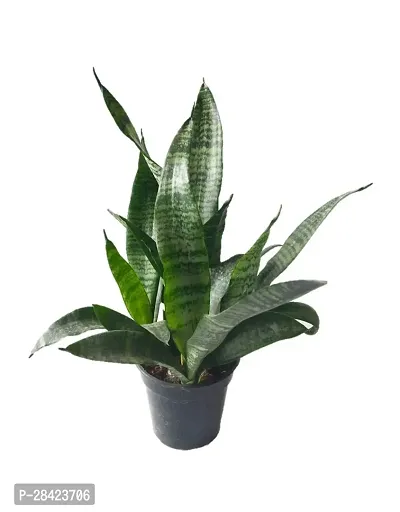 Live Snake Plant Indoor (Tall Sansevieria plant variety for more Air Purification and Oxygen)(pack of 1 healthy plant,No Pot) (Pack Of 1)-thumb0
