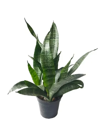 Best Selling Plant & Planters 