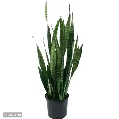 Live Snake Plant Indoor (Tall Sansevieria plant variety for more Air Purification and Oxygen)(pack of 1 healthy plant,No Pot) (Pack Of 1)