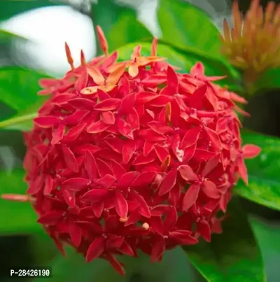 Ixora Flower Plant Flame of the Woods Red Ixora coccinea 1 Healthy Live Plant