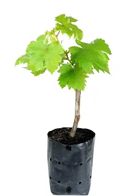 Grapes Angoor Layering/Grafted Fruit Live Plant-thumb1