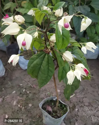 Very Cute Bleeding Heart Vine Flower Lamprocapnos Spectabilis Live Plant Original Variety